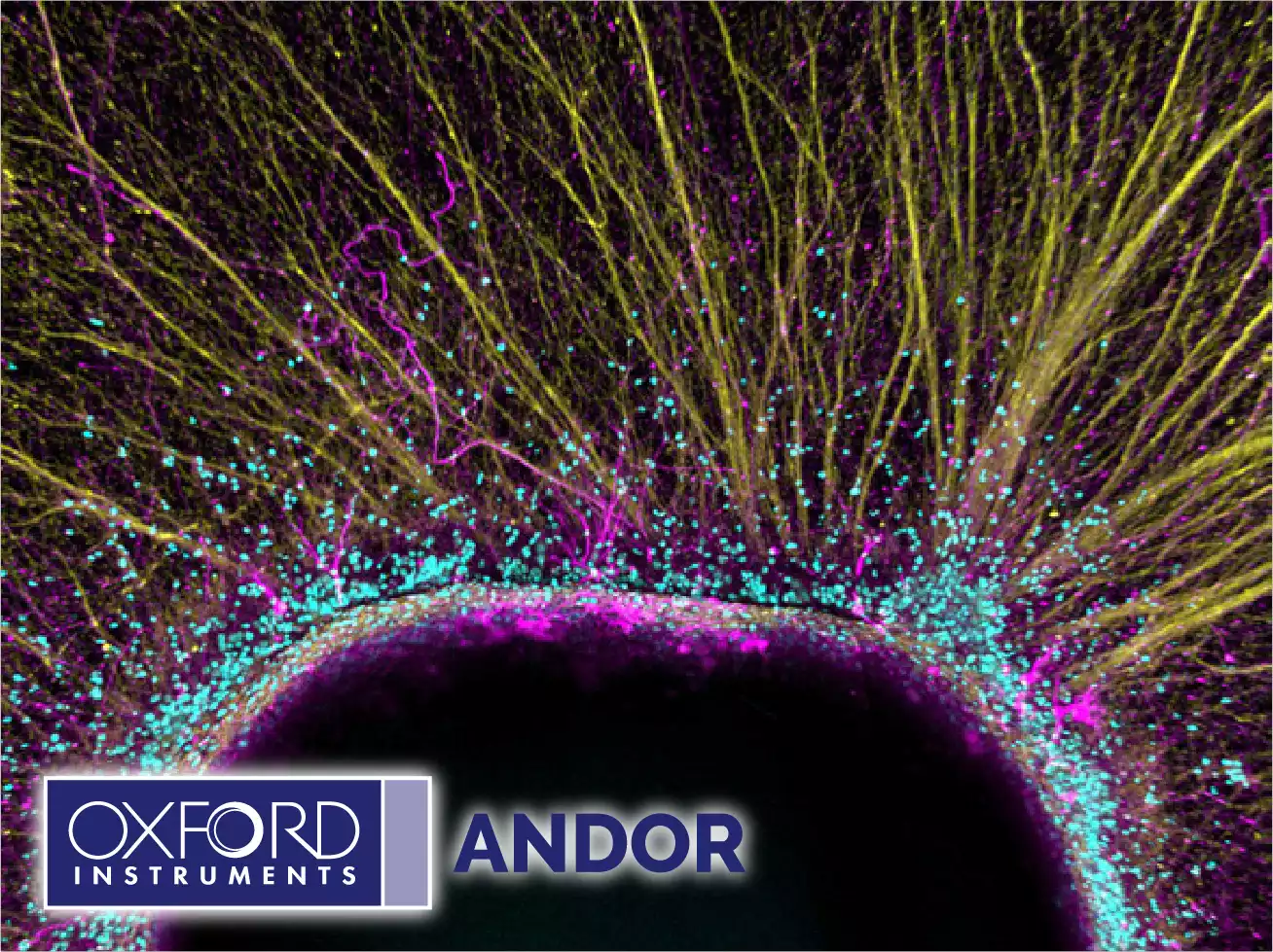 Andor Benchtop Confocal